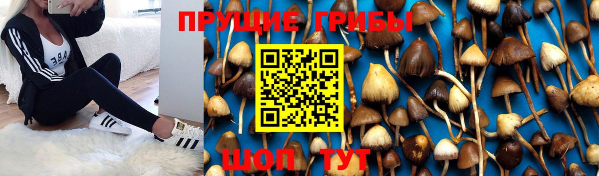 Псилоцибиновые грибы GOLDEN TEACHER Новочеркасск